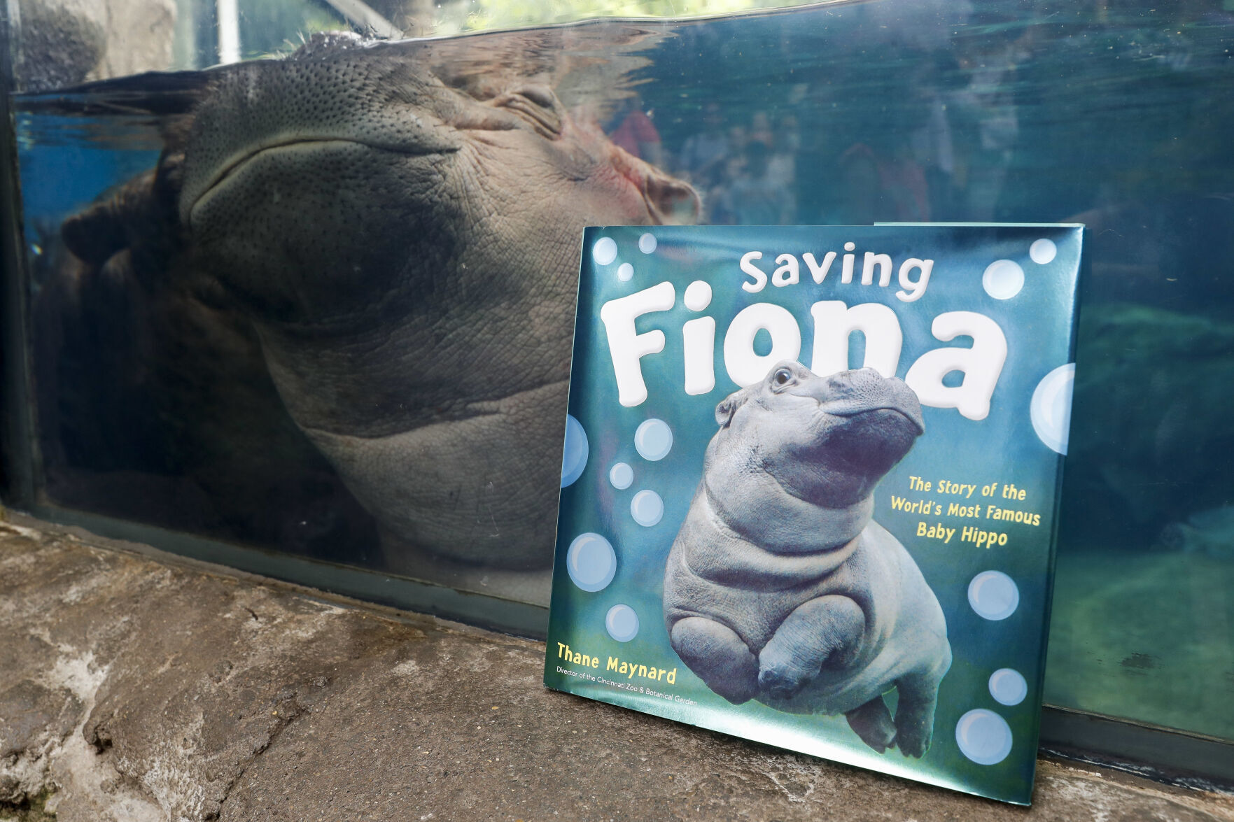 Hippo